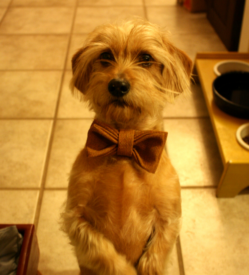 My dog Frankie wearing a tan colored bow tie and sitting up
