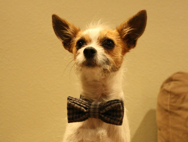Klaus wearing his black and grey flannel bow tie