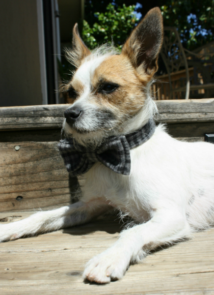 Klaus- chihuahua poodle mix wearing a black and grey flannel bow tie outdoors